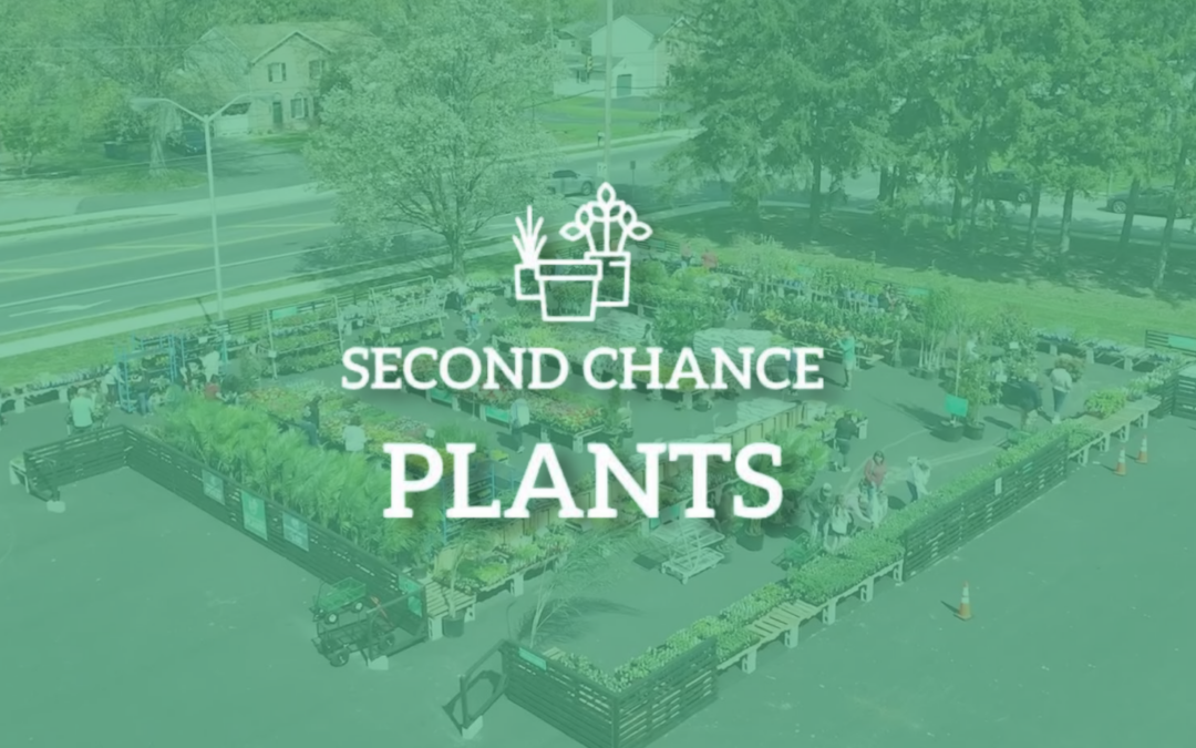 Second Chance Plants